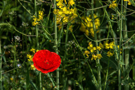 Poppy on a rapeseed fieldの写真素材