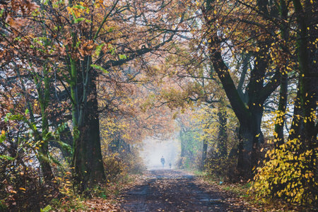 Woman with dog in the woodsの写真素材