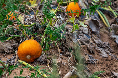 Pumpkin field before the harvestの写真素材
