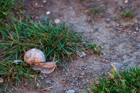 Roman snail in the meadowの写真素材