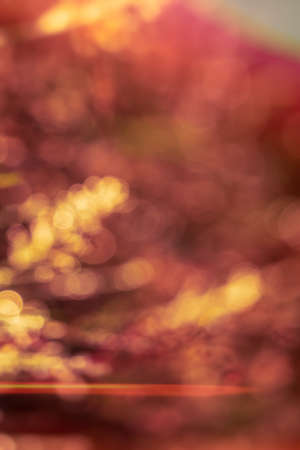 Blurred bokeh background from the forestの写真素材