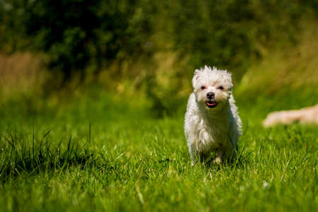 Small mini maltese dog on the meadowの写真素材