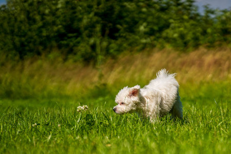 Small mini maltese dog on the meadow