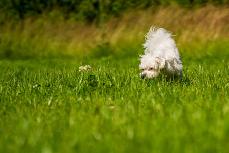 Small mini maltese dog on the meadowの写真素材