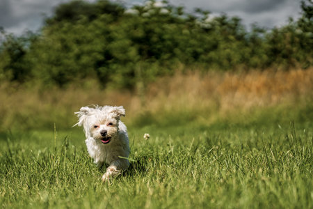 Small mini maltese dog on the meadowの写真素材