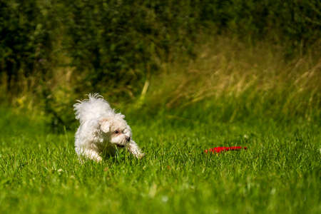Small mini maltese dog on the meadowの写真素材