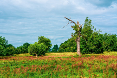 old tree on the meadow