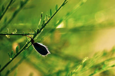 Wild plant on blurred backgroundの写真素材