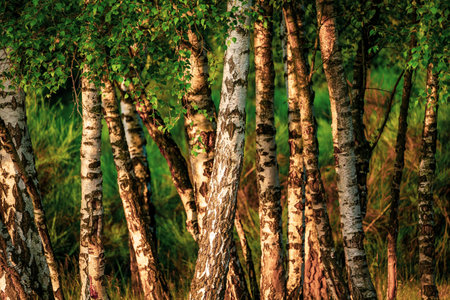 Green birch forest at sunriseの写真素材