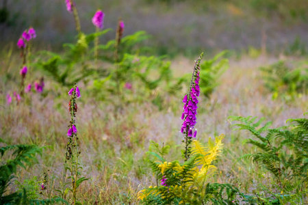 wildflowers and plants in early summer