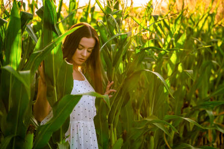 Young beautiful woman in white dress in corn field.の写真素材