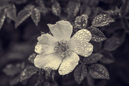 wild flower covered with raindropsの写真素材