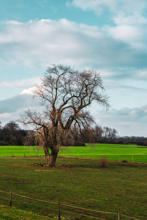 old broken tree in the fieldの写真素材