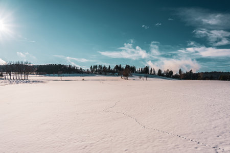Animal tracks in the snow, winter landscape.の写真素材
