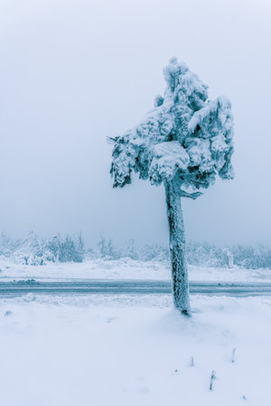 Snow-covered tree after heavy snowfall.の写真素材