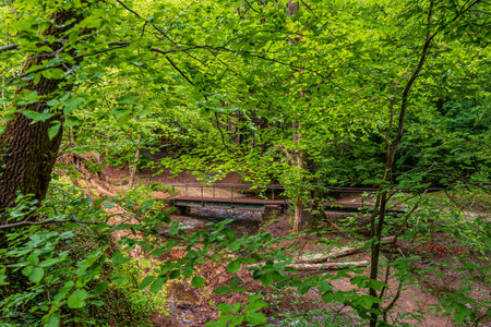 wooden bridge in the forest, hiking trails