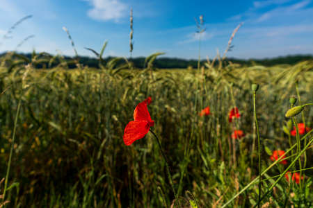 Red poppies bloom in the wild fieldの写真素材