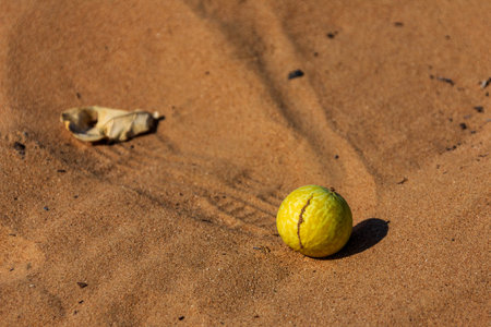 A ripe colocynth (Citrullus colocynthis) fruit in the Dubai desertの写真素材