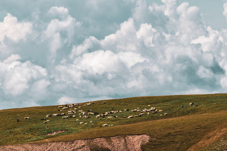 Domestic sheeps on one Mountain pasture in the Dolomites, Italy.