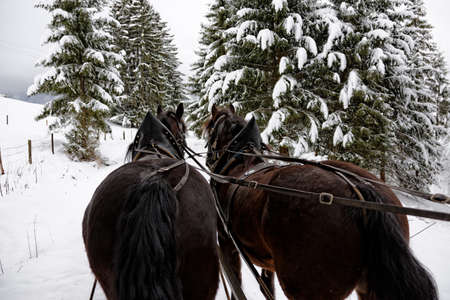 Winter in Bavaria.の写真素材