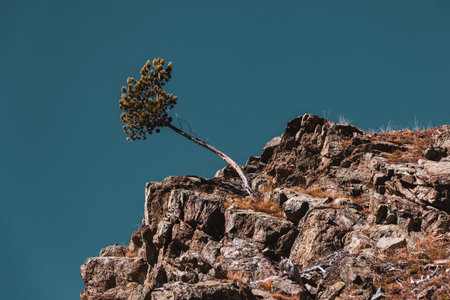 dried up tree in the mountains.