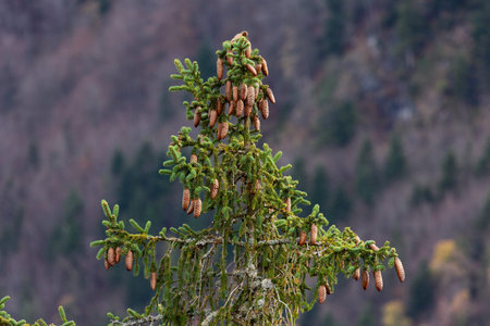 pine tree branch with cones