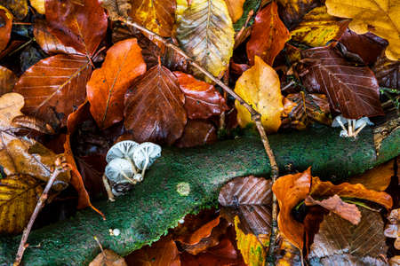 leaves and mushrooms in the forestの写真素材