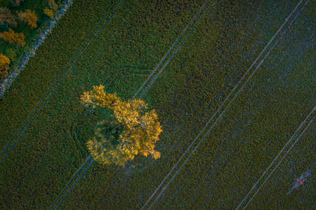 Aerial photography by drone, forest trees from aboveの写真素材