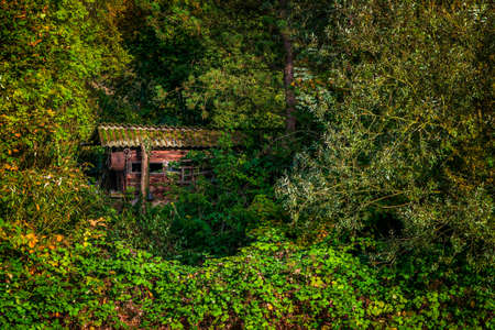 old forest hat in sunlightの写真素材