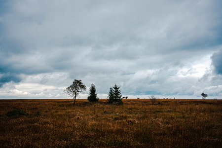 Panorama of the High Fens in autumn, Belgium.の写真素材