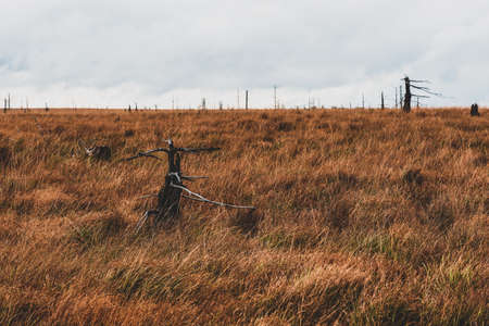 Old broken tree in nature reserve High Fens, Belgium.の写真素材