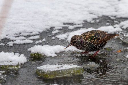 starling in winter on frozen lakeの写真素材