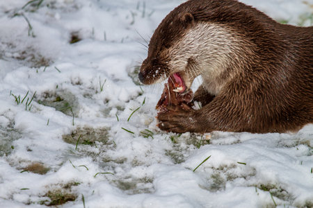otter with stick meat while eating in the snowの写真素材