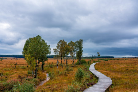 Moorland landscape of the High Fens in autumn, Belgium.