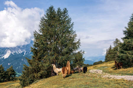 Llama in the Sexten Dolomites in Italy.の写真素材