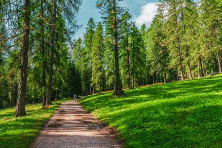 Backpacker in the forest in the Dolomites in Italy.の写真素材