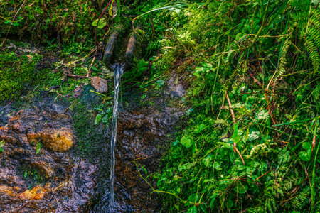Natural drinking water from forest spring in the Dolomites, Italy.