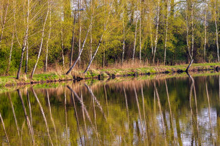 Birch forest by the water in autumn.の写真素材