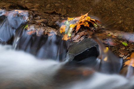 River in the woods in autumn