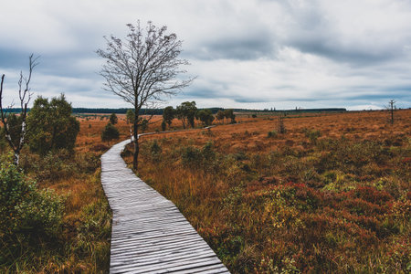 Wooden path in Eifel nature park Hohes Venn.