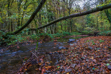 autumn in the forestの写真素材