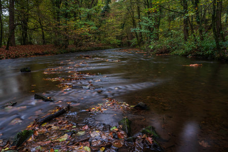 autumn in the forestの写真素材