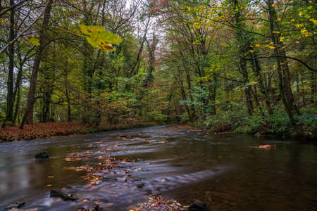 autumn in the forestの写真素材