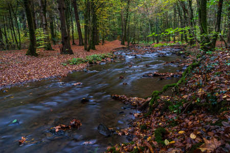autumn in the forestの写真素材