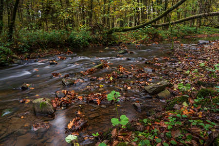 autumn, river in the forestの写真素材