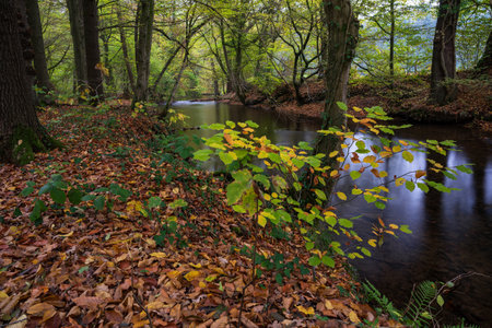 autumn, river in the forestの写真素材