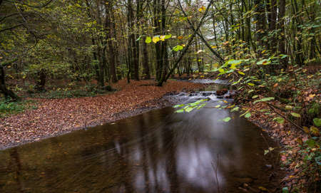 autumn, river in the forestの写真素材