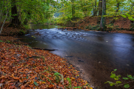 river in the forestの写真素材