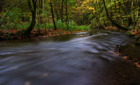 autumn in the forestの写真素材