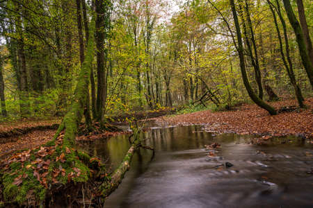 autumn, river in the forestの写真素材
